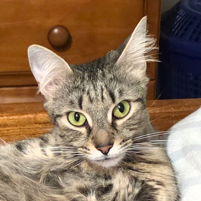 Photo of Bronte