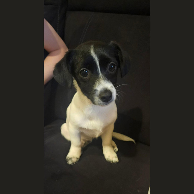 Photo of Oreo