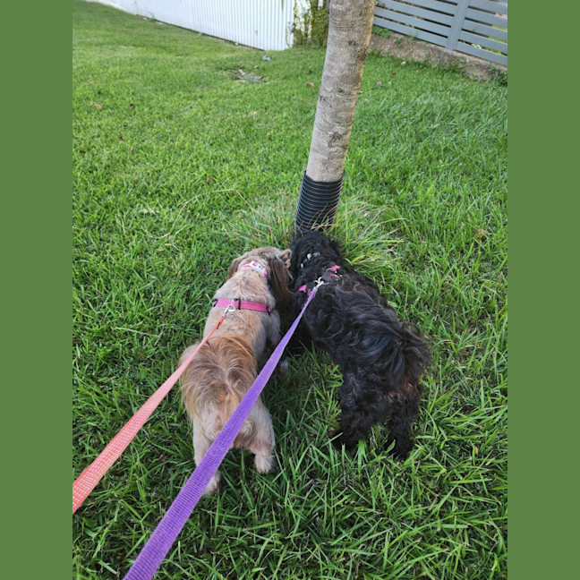 Photo of Nala And Ruby 