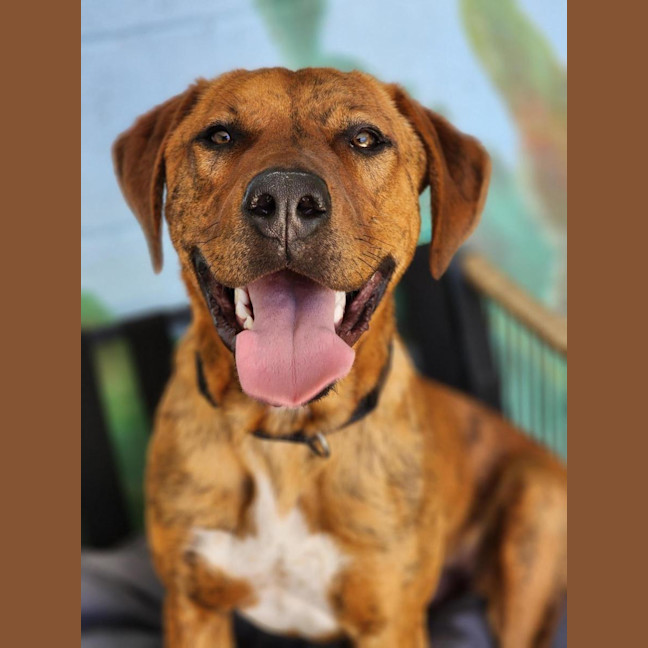 Photo of 🍪 Scooby 6714 🍪