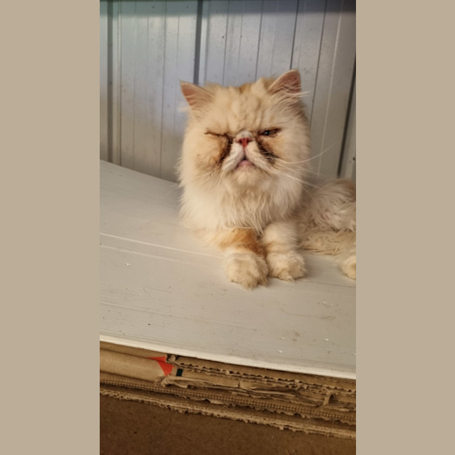 Photo of Mr Pickles