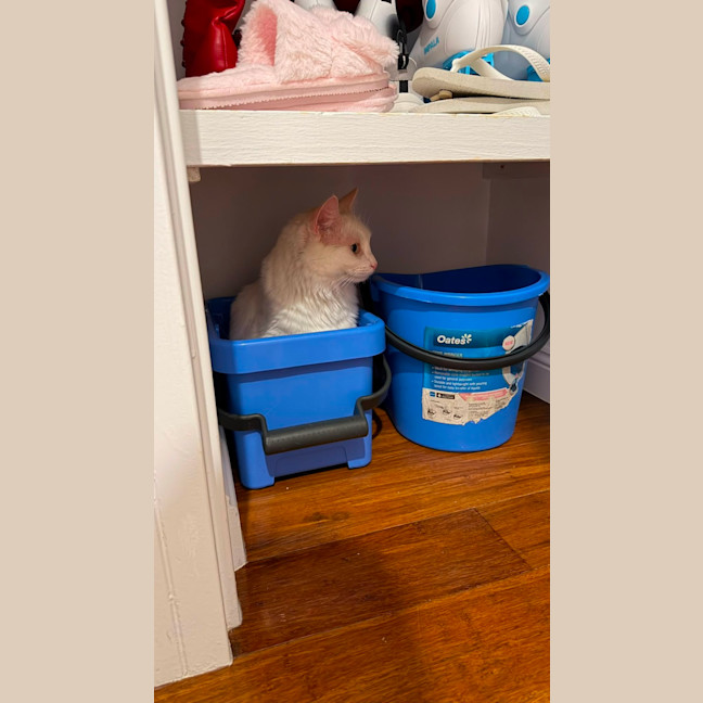 Photo of Nieve