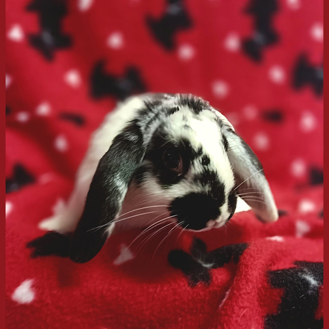 Photo of Elsa