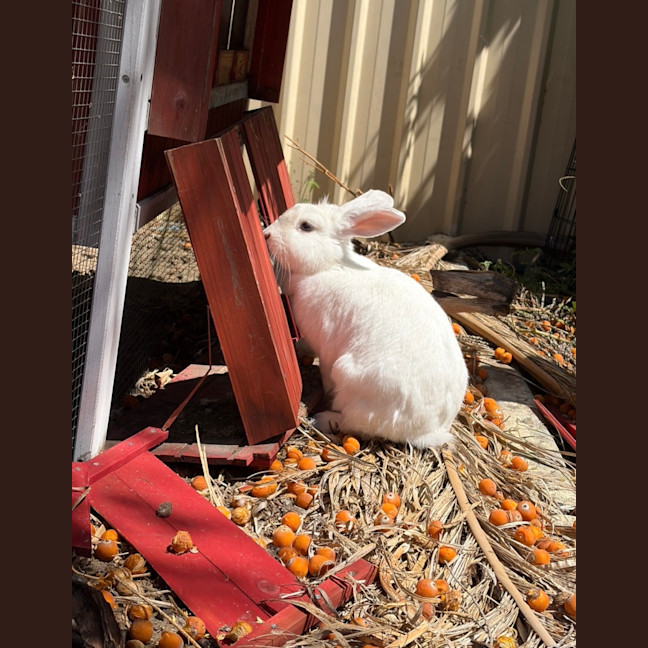 Photo of Gypsy