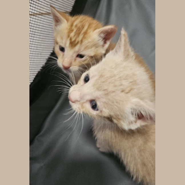 Photo of Gingerbread