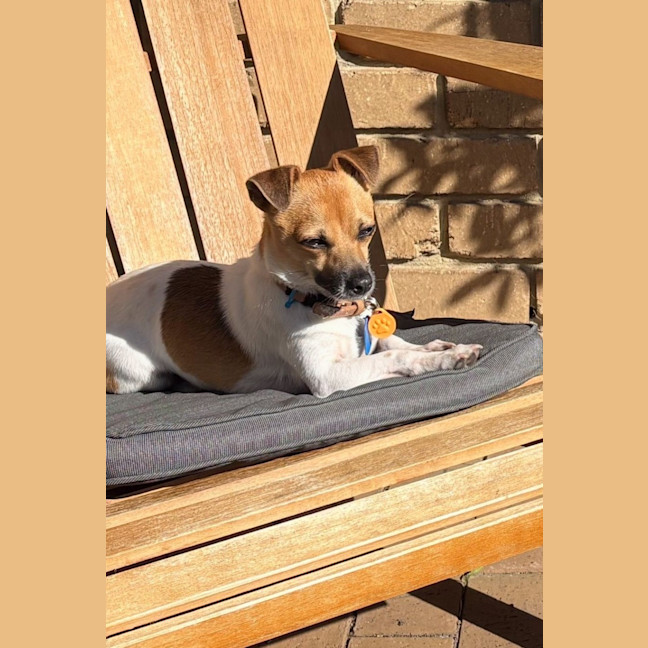 Photo of Chip