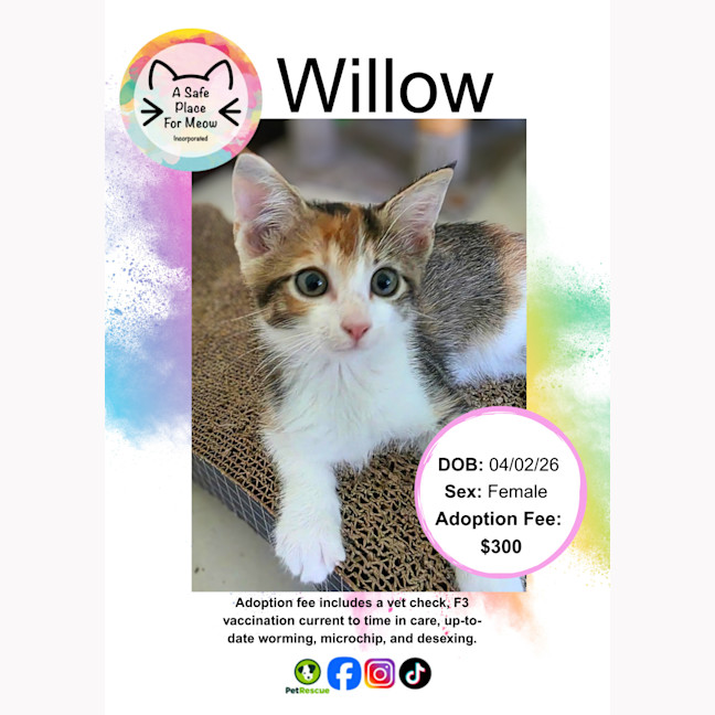 Photo of Willow
