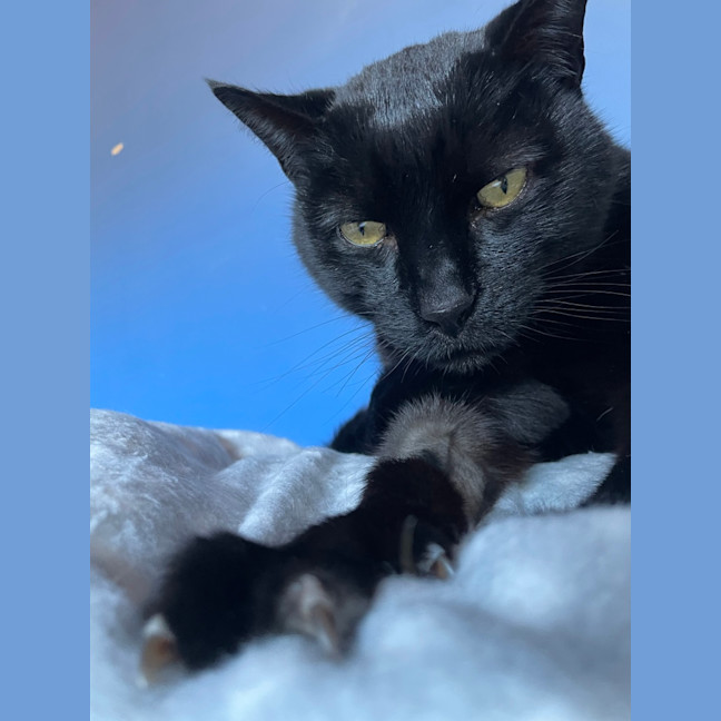 Photo of Atticus