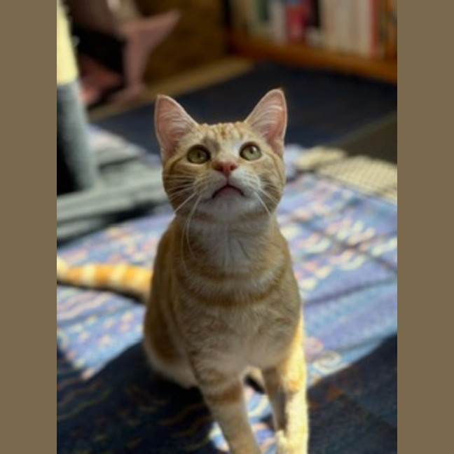 Photo of Prince Archie