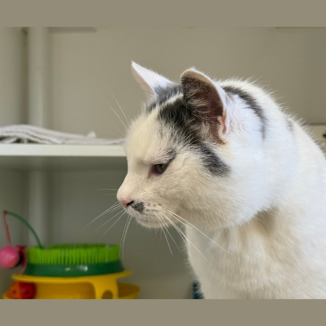 Photo of Casper