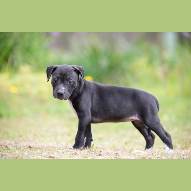 Photo of Ebony