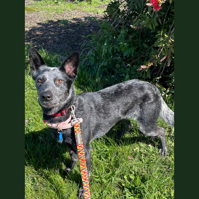 Photo of Snow (In Foster Care)