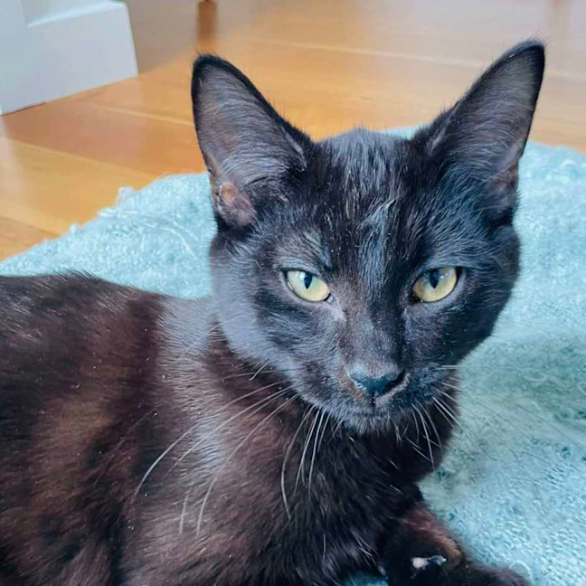 Photo of George   Located In Braybrook
