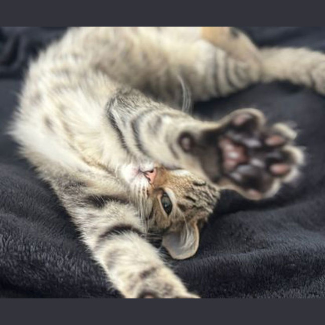 Photo of Bueno