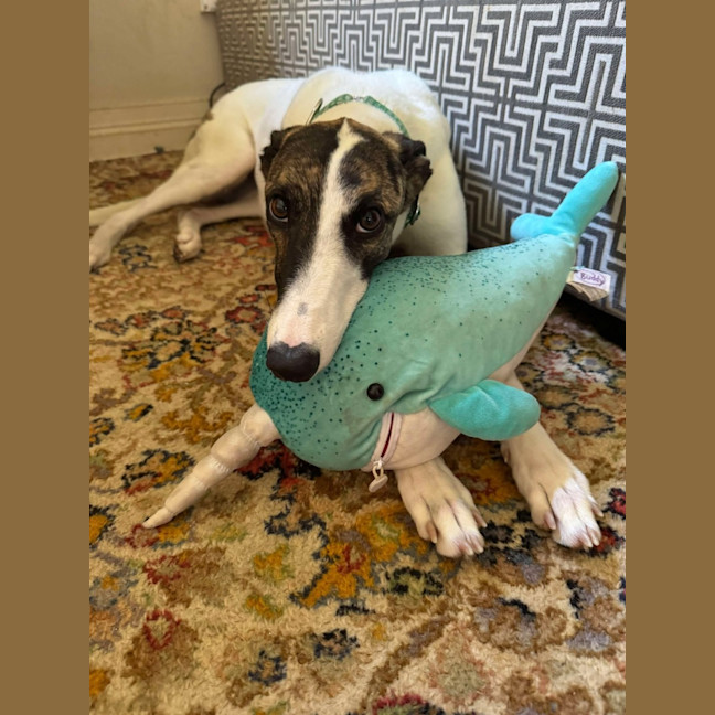 Photo of Lelani, The Greyhound