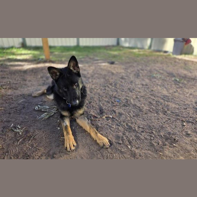 Photo of Bindi