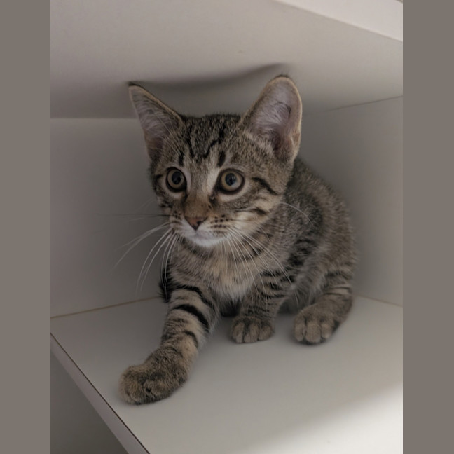 Photo of Jabberwocky