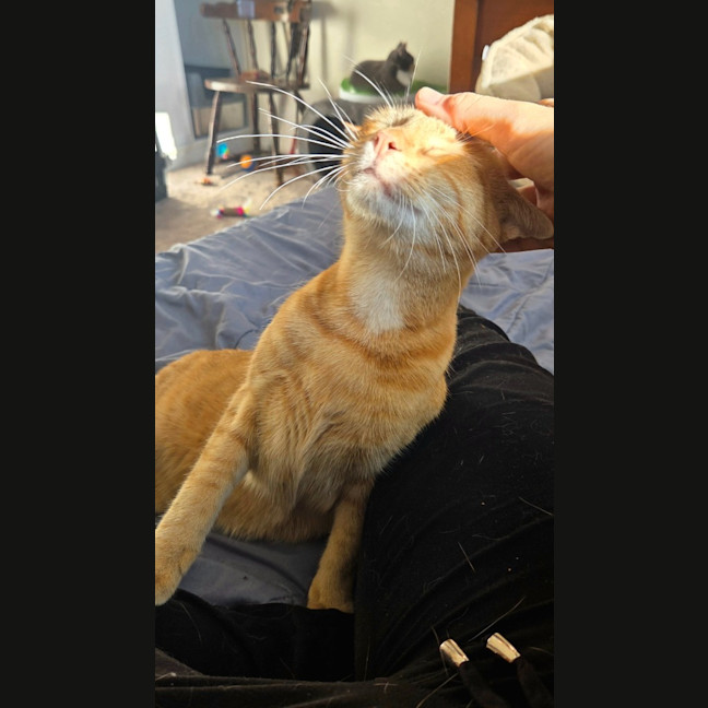 Photo of Nacho