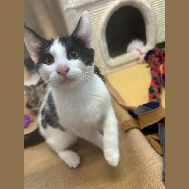 Photo of Guinness