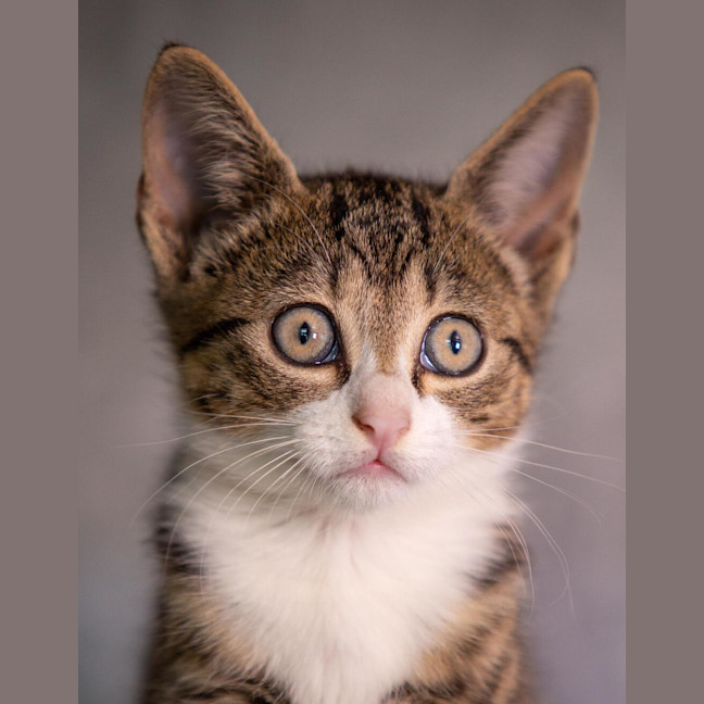 Photo of Luna