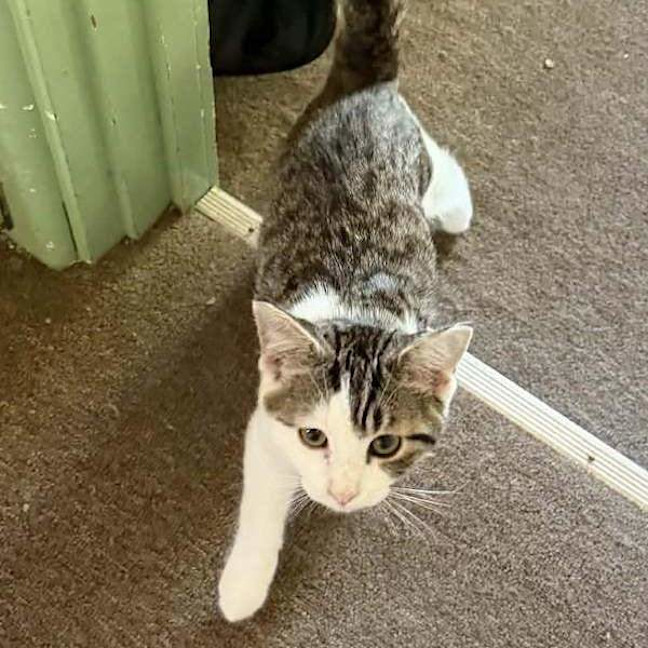 Photo of Smudge