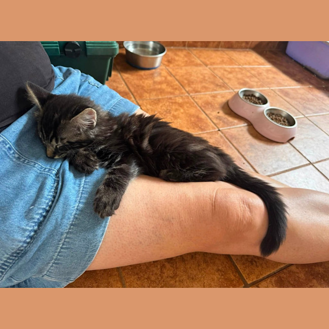 Photo of Guinness
