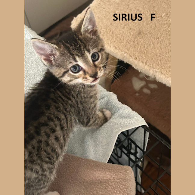 Photo of Sirius