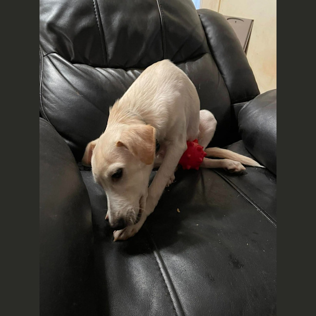 Photo of Pom Pom