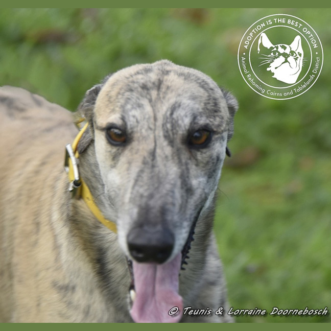 Photo of Tiger Racing Name Nyngan Tiger