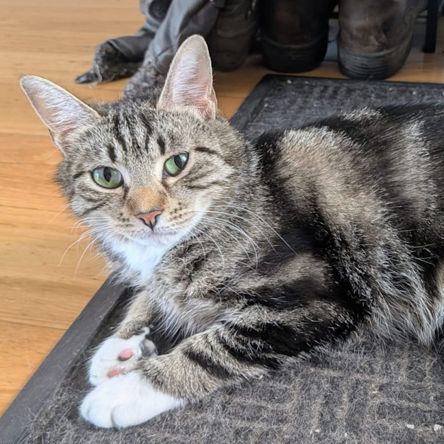 Photo of Peaches