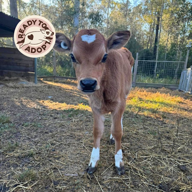 Photo of Willow, Xyris, And Zephyr