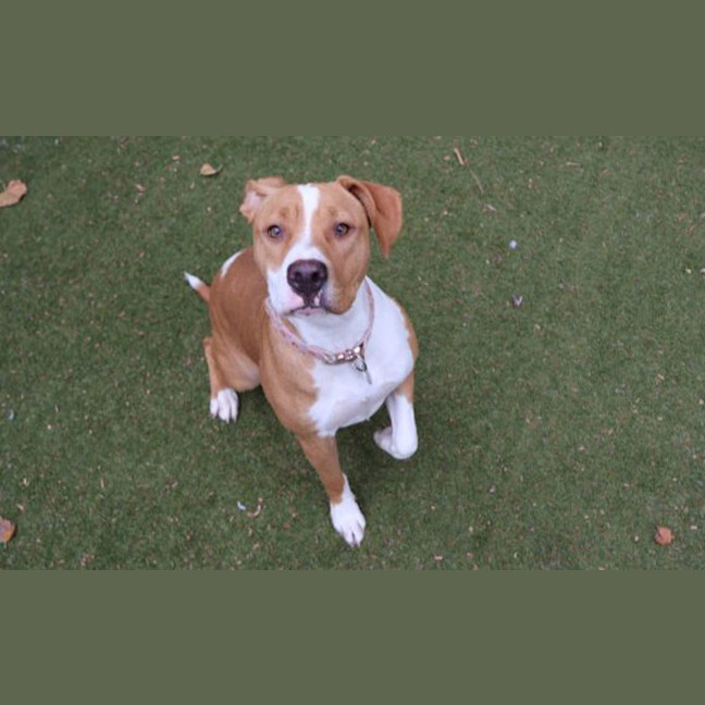 Photo of Peanut Butter