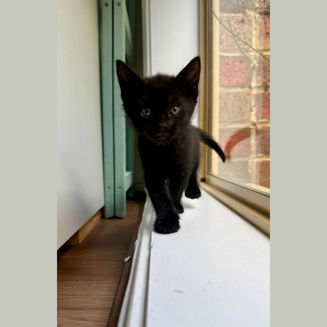 Photo of Cheddar