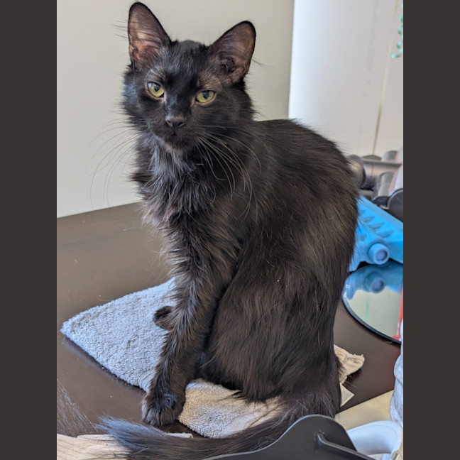 Photo of Sumi