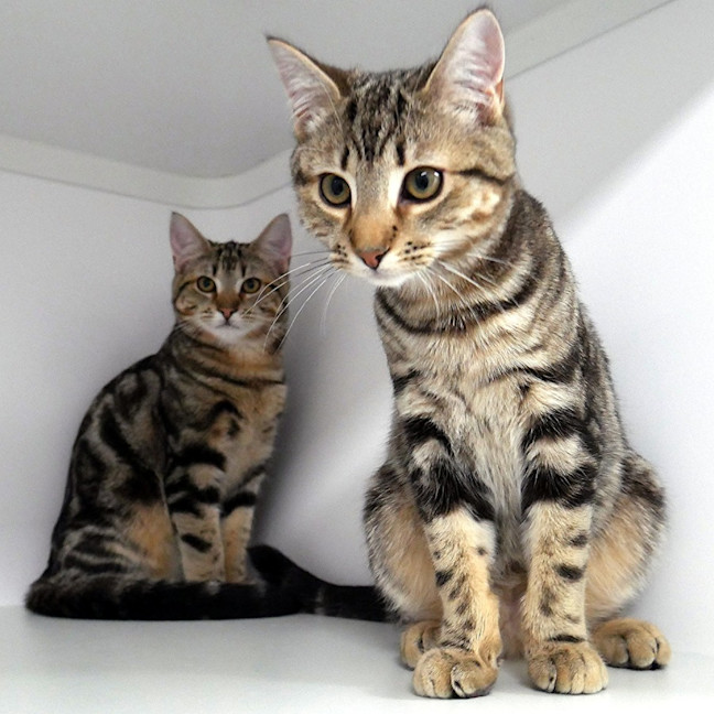 Photo of Billy Suk013893 & Jacqueline Suk013894