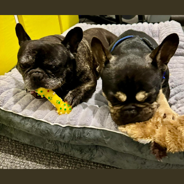 Photo of Pablo & Frankie    8 & 4 Yo French Bulldog