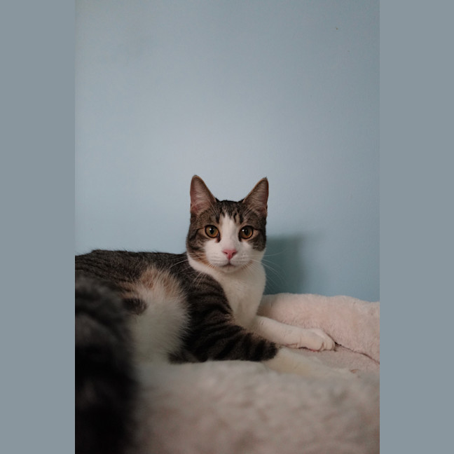 Photo of Timone