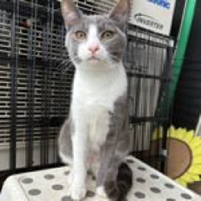 Photo of Poison Ivy **2nd Chance Cat Rescue**