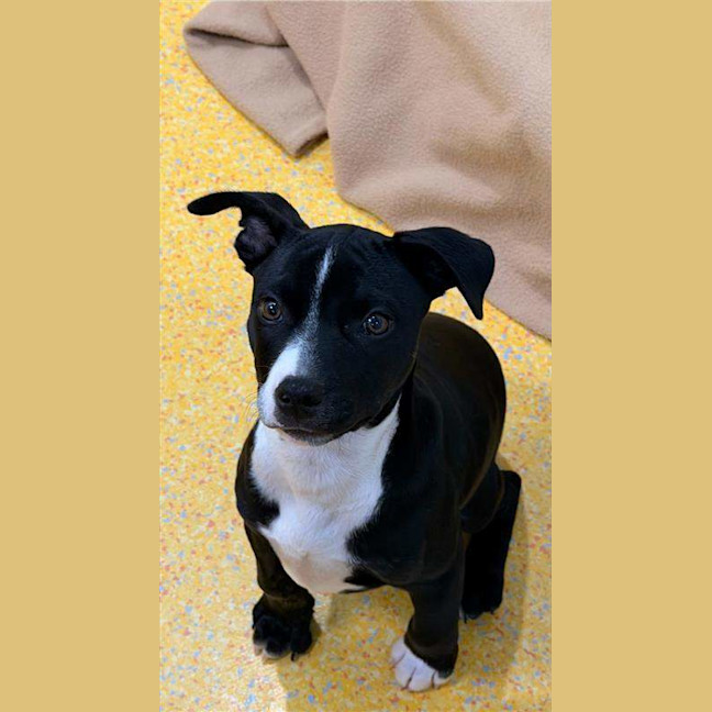 Photo of Cookie