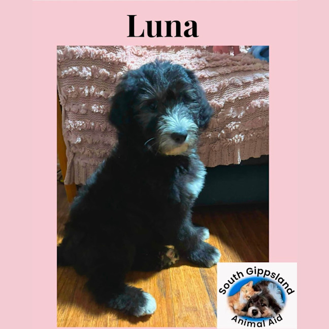 Photo of Puppies!!! Please Read Full Description