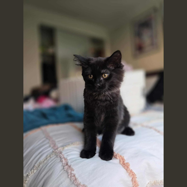 Photo of Darth Meet Me @Petstock Keysborough Store 