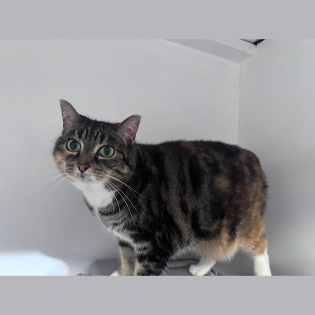 Photo of Muffin 