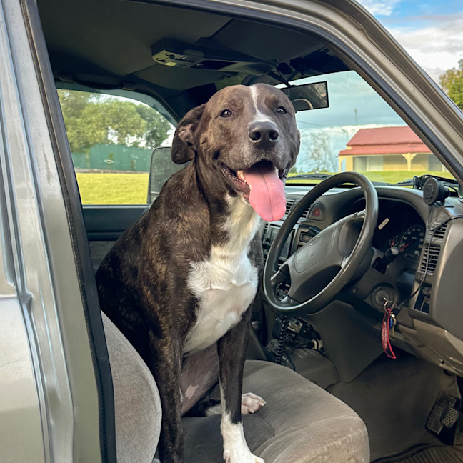 Photo of Chief