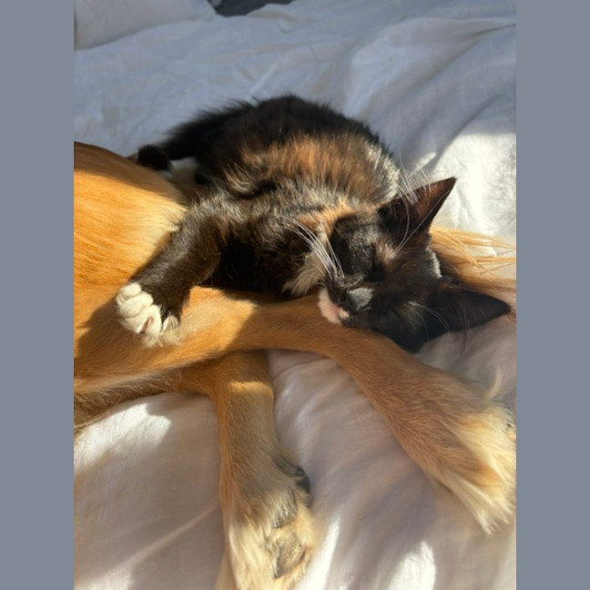 Photo of Tulli   13 Week Old Domestic Medium Hair