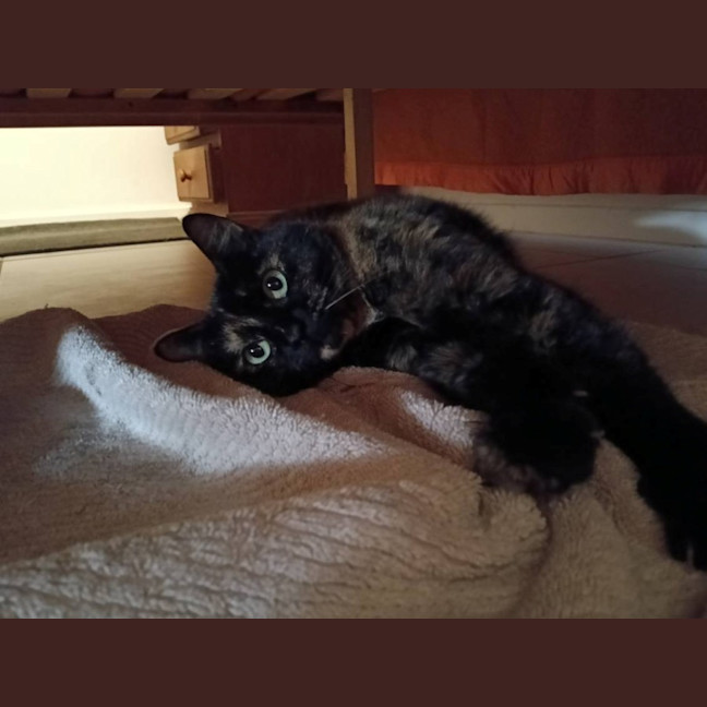 Photo of C1493 Bobby