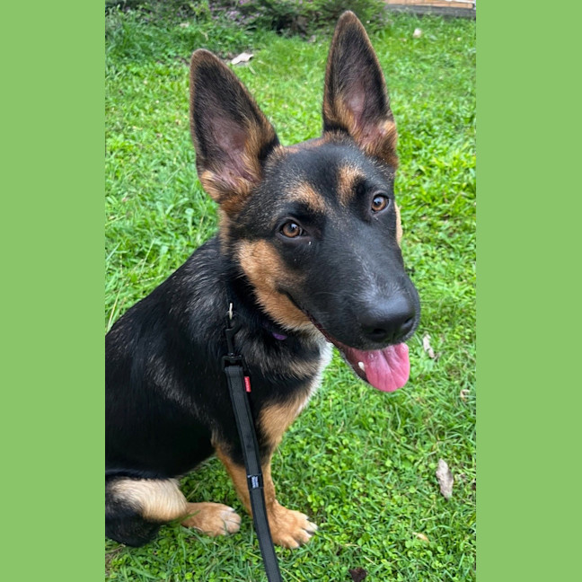 Photo of Lavender *$350 Adoption Fee*