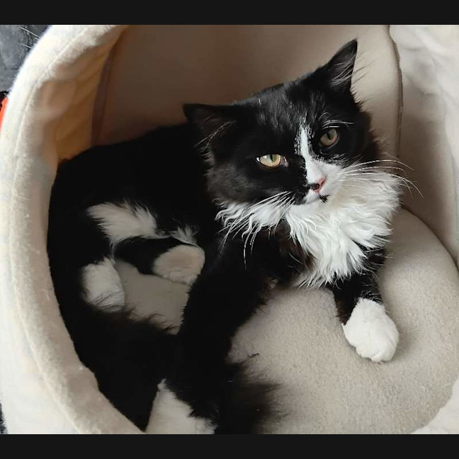 Photo of Tommy