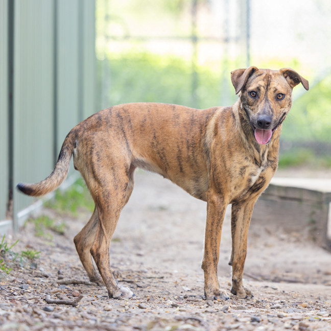 Photo of Penny