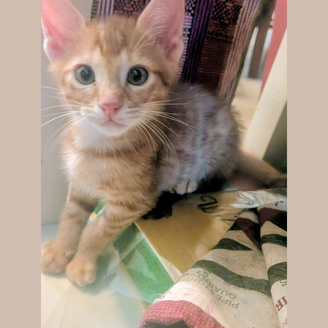 Photo of Skittle