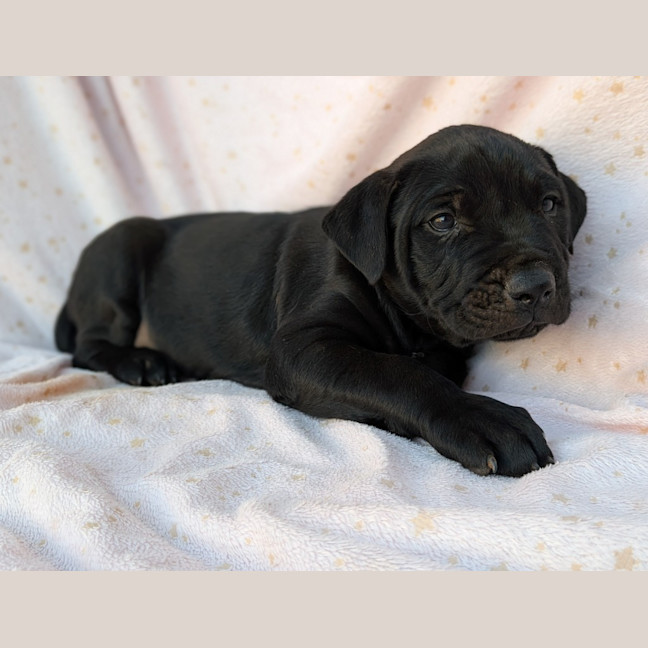 Photo of Boomer